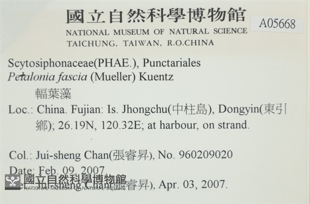 西洋葉苔藏品圖，第2張