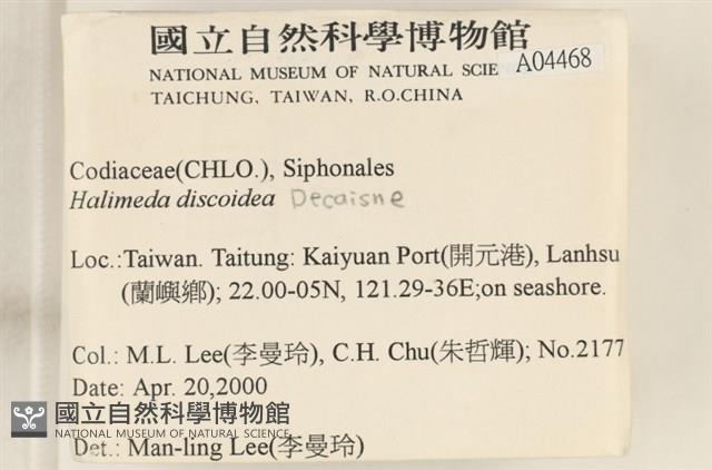 盤狀仙掌藻藏品圖，第2張