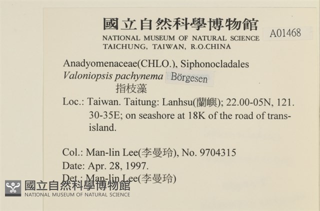 指枝藻藏品圖，第2張