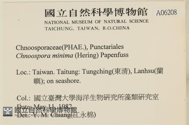 小毛孢藻, 小鹿角苔藏品圖，第2張
