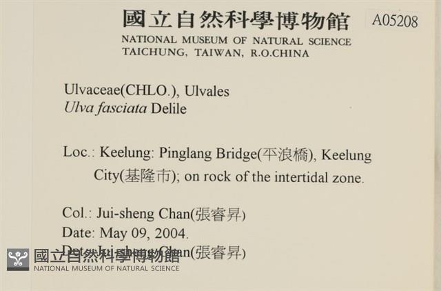 長片石蓴, 裂片石蓴藏品圖，第2張