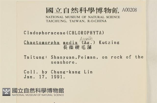 長條硬毛藻藏品圖，第2張