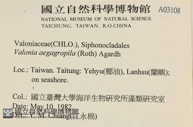 法囊藻藏品圖，第2張