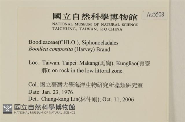 布氏藻藏品圖，第2張