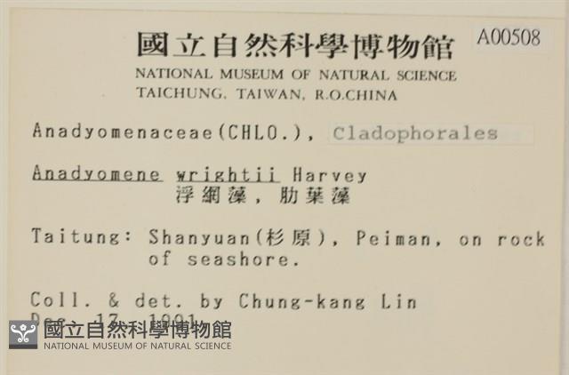 浮網藻, 肋葉藻藏品圖，第2張