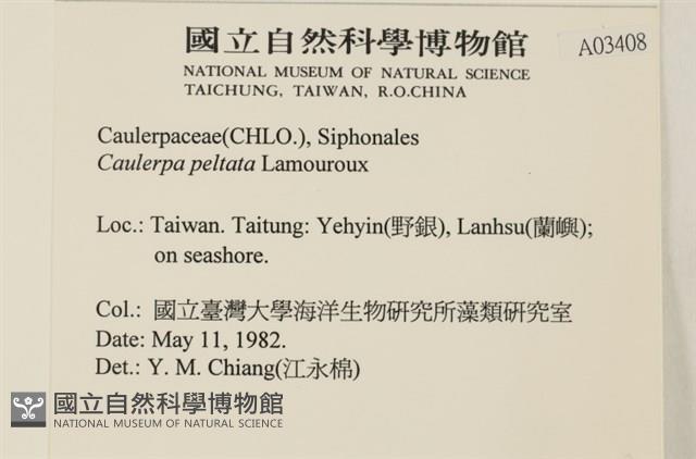 盾葉蕨藻藏品圖，第2張