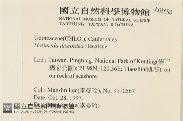 盤狀仙掌藻藏品圖，第2張