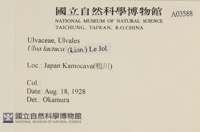 大石蓴, 石蓴藏品圖，第2張