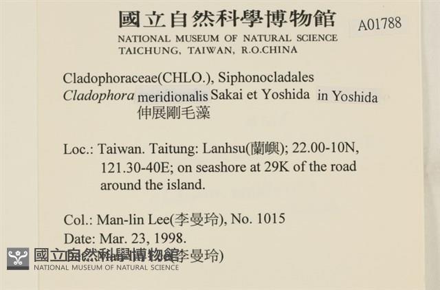 伸展剛毛藻藏品圖，第2張