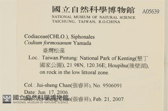 臺灣水松, 臺灣松藻藏品圖，第2張