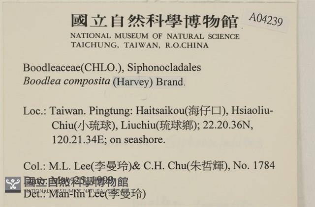 布氏藻藏品圖，第2張