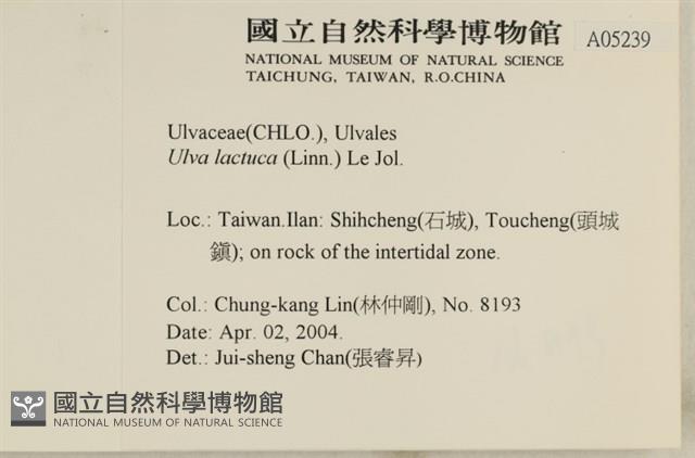 大石蓴, 石蓴藏品圖，第2張