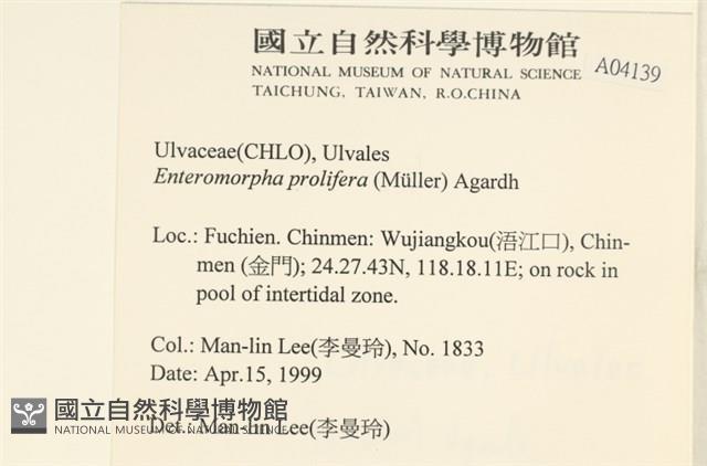 筋條石髮藏品圖，第2張