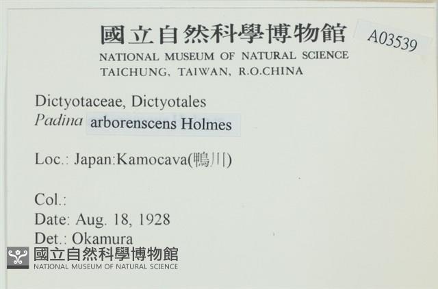 樹狀團扇藻藏品圖，第2張