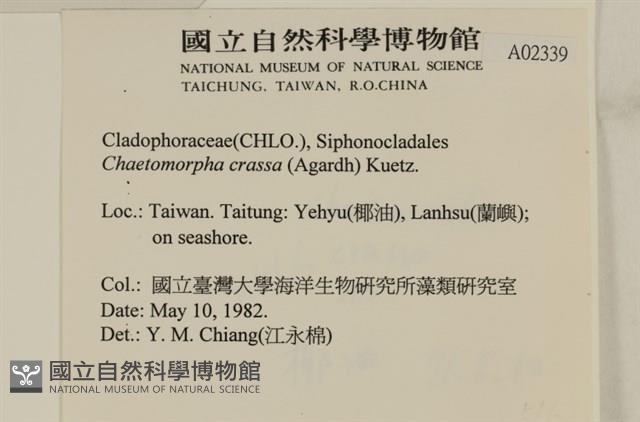 粗硬毛藻, 綠苔藏品圖，第2張