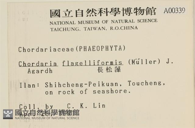 長松藻藏品圖，第2張