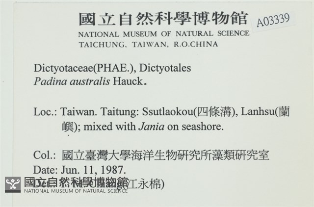 南方團扇藻藏品圖，第2張