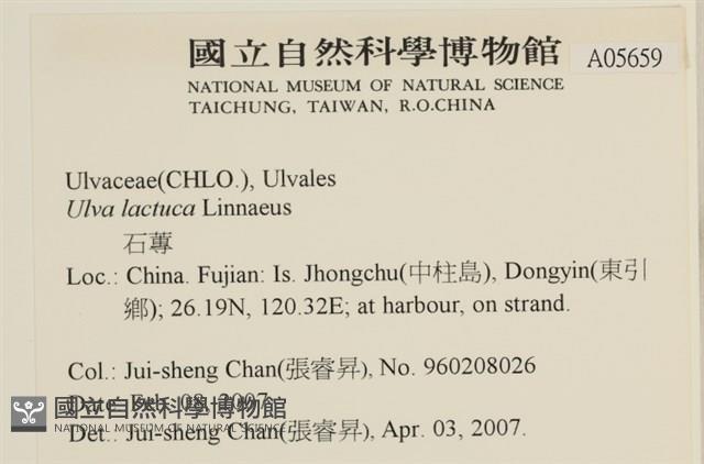 大石蓴, 石蓴藏品圖，第2張