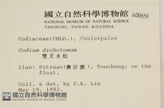 雙叉水松藏品圖，第2張