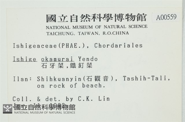 石牙藻, 石牙菜, 鐵釘菜藏品圖，第2張