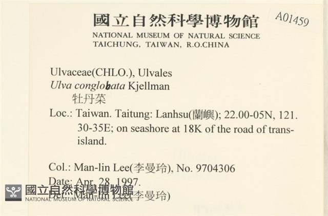 茶花石蓴, 牡丹菜藏品圖，第2張