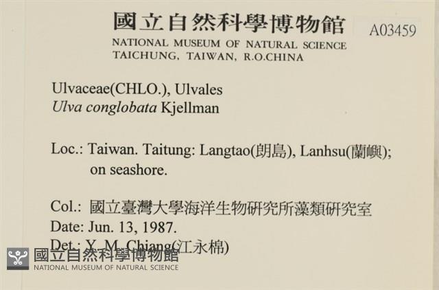 茶花石蓴, 牡丹菜藏品圖，第2張