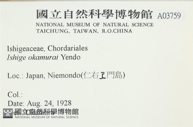 石牙藻, 石牙菜, 鐵釘菜藏品圖，第2張