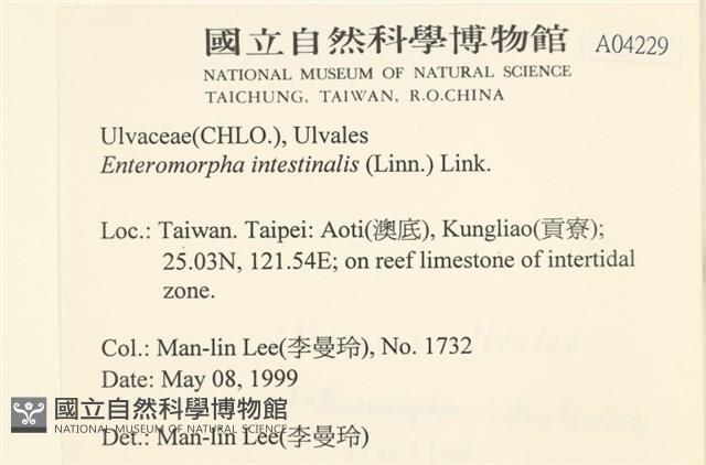 腸滸苔, 河石髮藏品圖，第2張