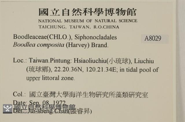 布氏藻藏品圖，第2張