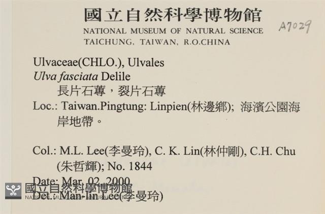 長片石蓴, 裂片石蓴藏品圖，第2張
