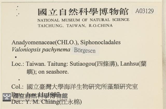 指枝藻藏品圖，第2張