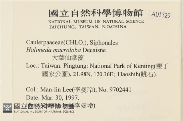 大葉海仙人掌, 大葉仙掌藻藏品圖，第2張