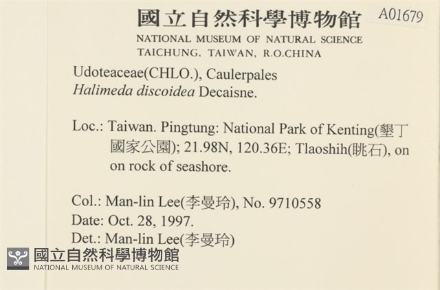 盤狀仙掌藻藏品圖，第2張