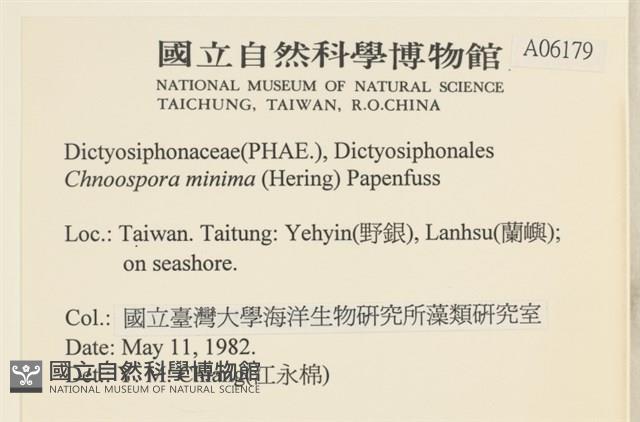 小毛孢藻, 小鹿角苔藏品圖，第2張
