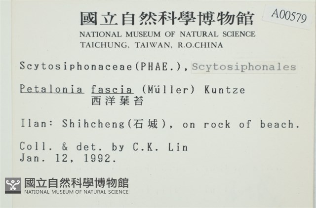 西洋葉苔藏品圖，第2張