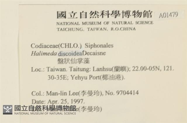 盤狀仙掌藻藏品圖，第2張