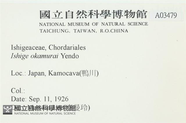 石牙藻, 石牙菜, 鐵釘菜藏品圖，第2張