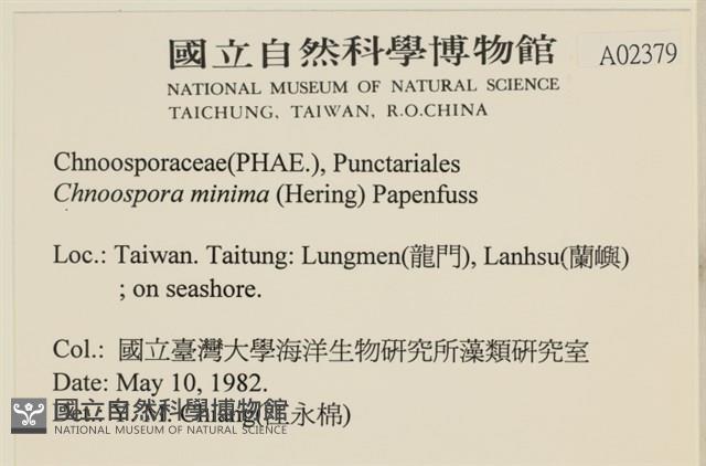 小毛孢藻, 小鹿角苔藏品圖，第2張