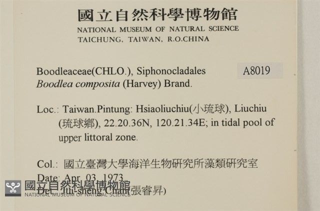 布氏藻藏品圖，第2張