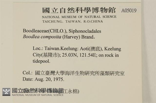 布氏藻藏品圖，第2張