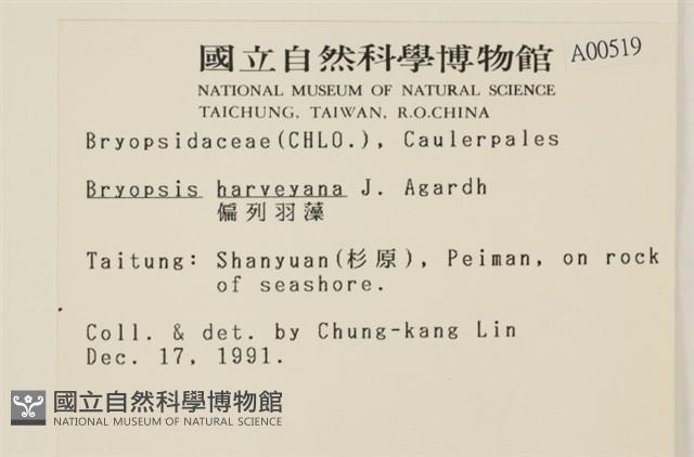 偏列羽藻藏品圖，第2張