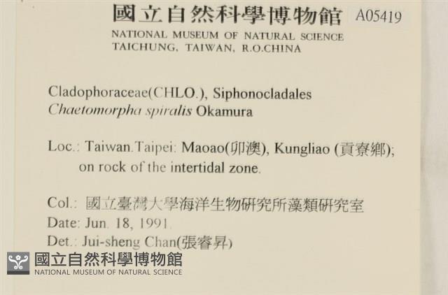 線形硬毛藻, 卷絲綠苔藏品圖，第2張