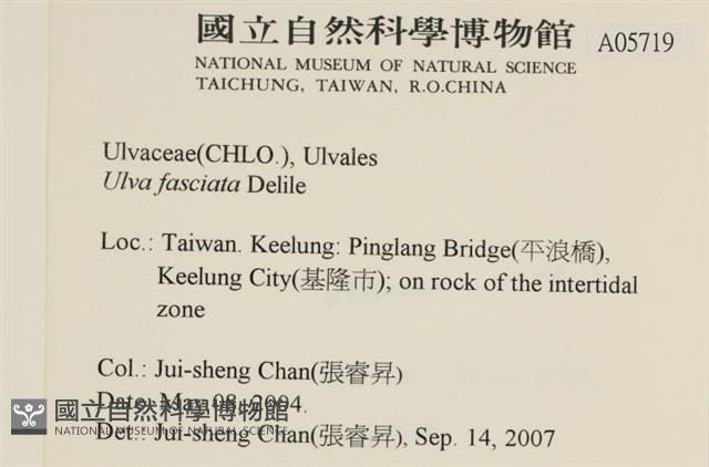 長片石蓴, 裂片石蓴藏品圖，第2張
