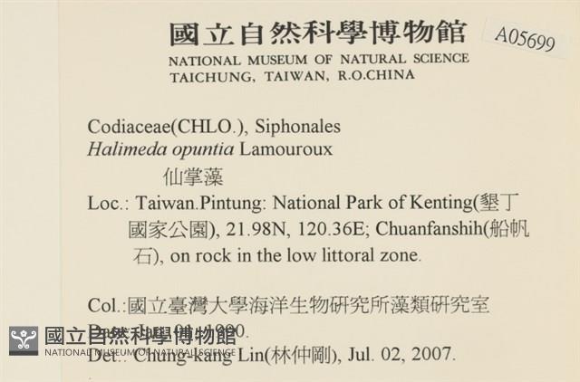 仙掌藻, 海仙人掌藏品圖，第2張