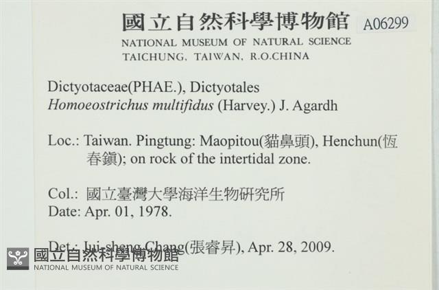 多扇藻藏品圖，第2張