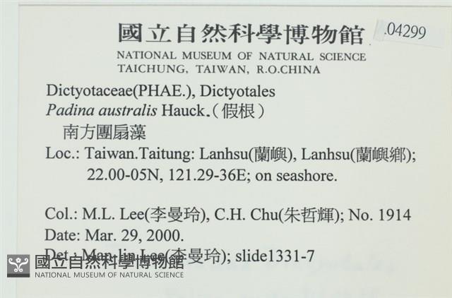 南方團扇藻藏品圖，第2張