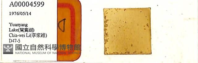 登錄號:A00004599藏品圖，第1張