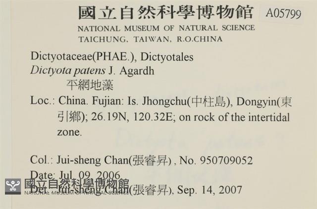 刺叉網地藻藏品圖，第2張