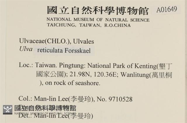 網石蓴藏品圖，第2張