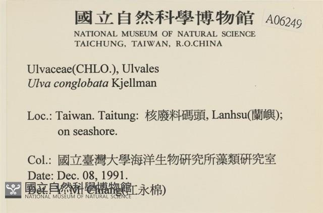 茶花石蓴, 牡丹菜藏品圖，第2張